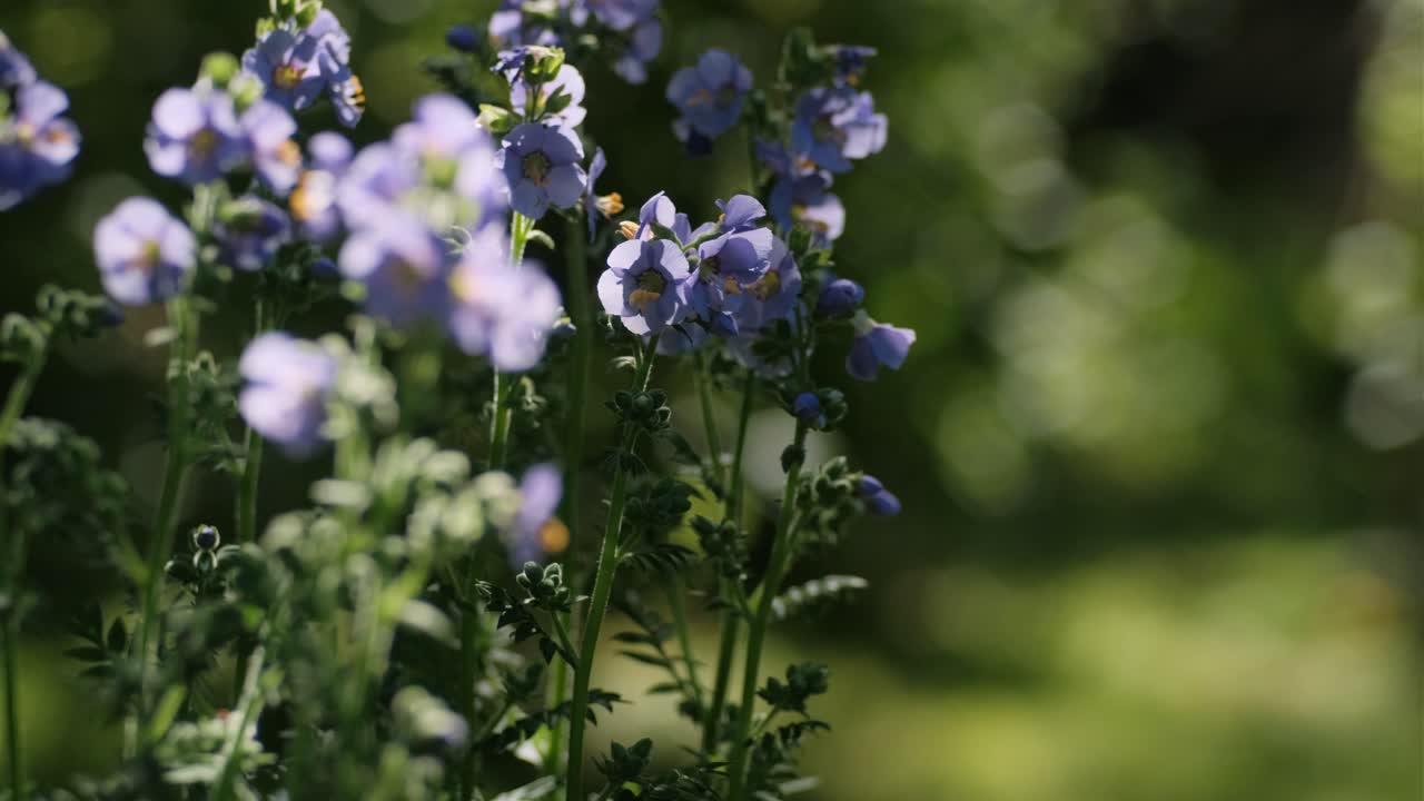flor púrpura a la luz del sol, polemonium caeruleum
