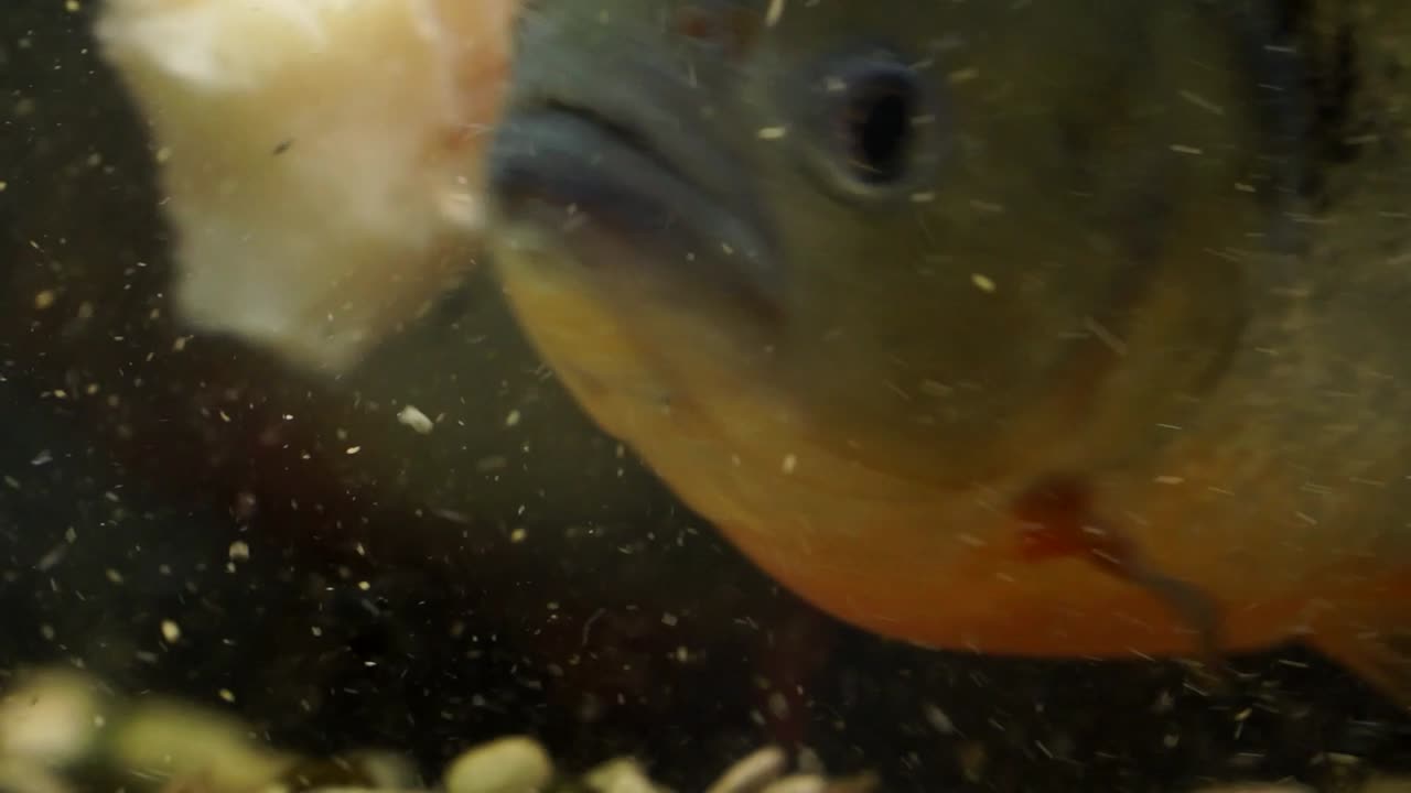 Close up of a piranha biting a piece of dead fish, sharp teeth tearing apart flesh