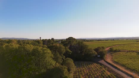 vista del atardecer del avión no tripulado, camino del bosque y el viñedo