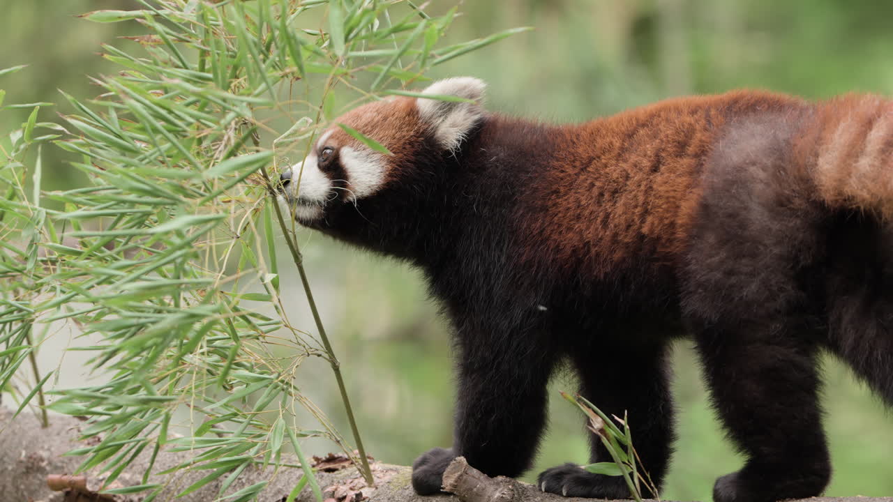 panda roja caminando sobre el tronco del árbol en cámara lenta