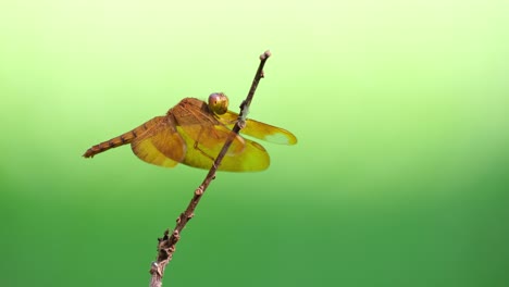 Ala-De-Terciopelo-Cobrizo,-Neurothemis-Fluctuans