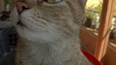 primer plano de un gato mirando hacia arriba