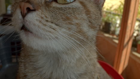 close up of a cat looking up