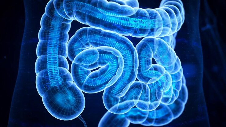 Diagnostic Blue Holographic Large And Small Intestines Isolated On Black