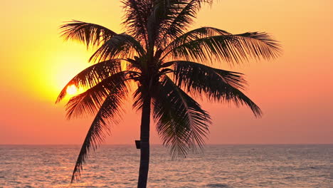 paisaje de paraíso tropical, sol vespertino sobre el océano y silueta de árbol de coco