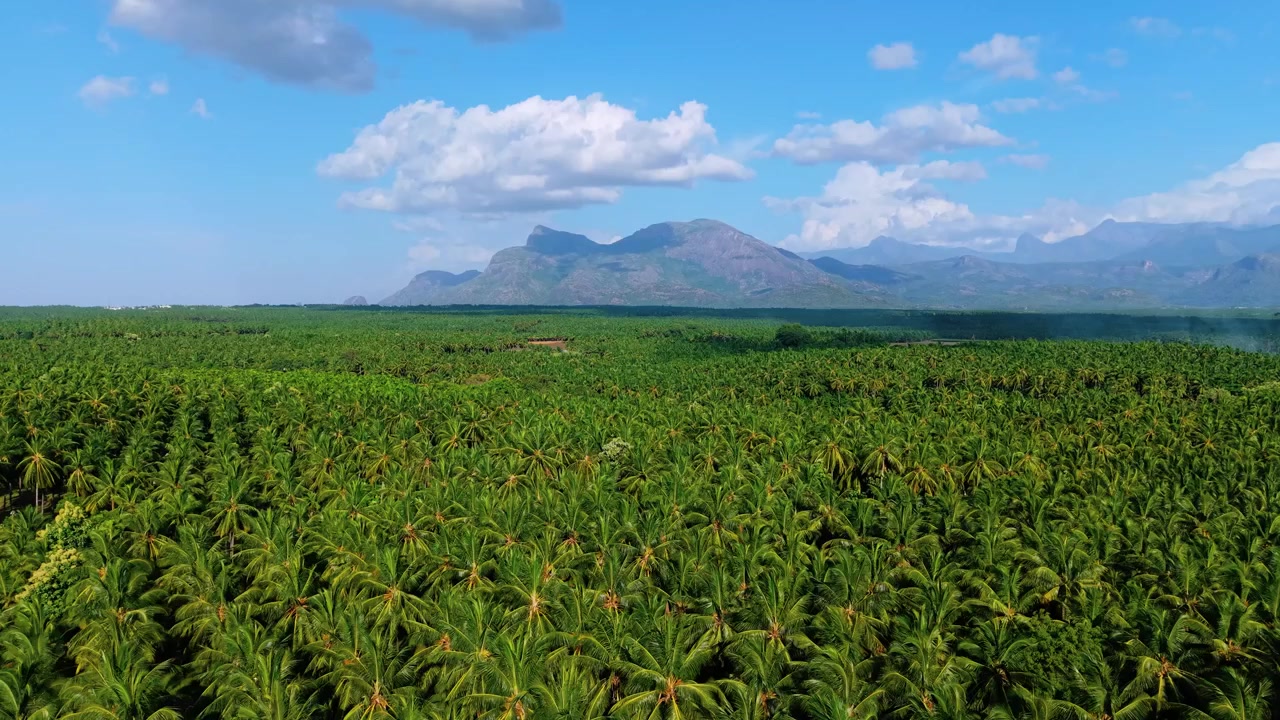 Riprese aeree con drone di una vasta piantagione di palme da cocco con una cima montuosa aspra e un cielo blu punteggiato di nuvole, che catturano il lussureggiante paesaggio rurale verde dell'India meridionale