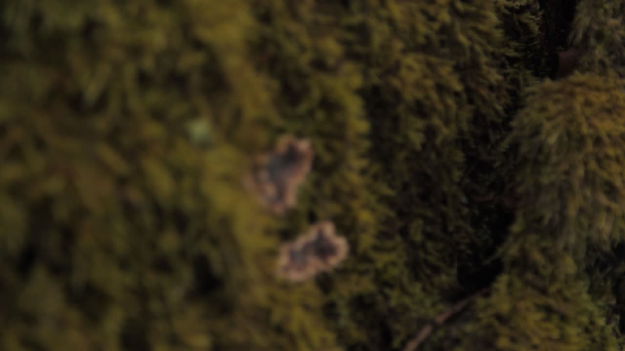 hongos que emergen del musgo