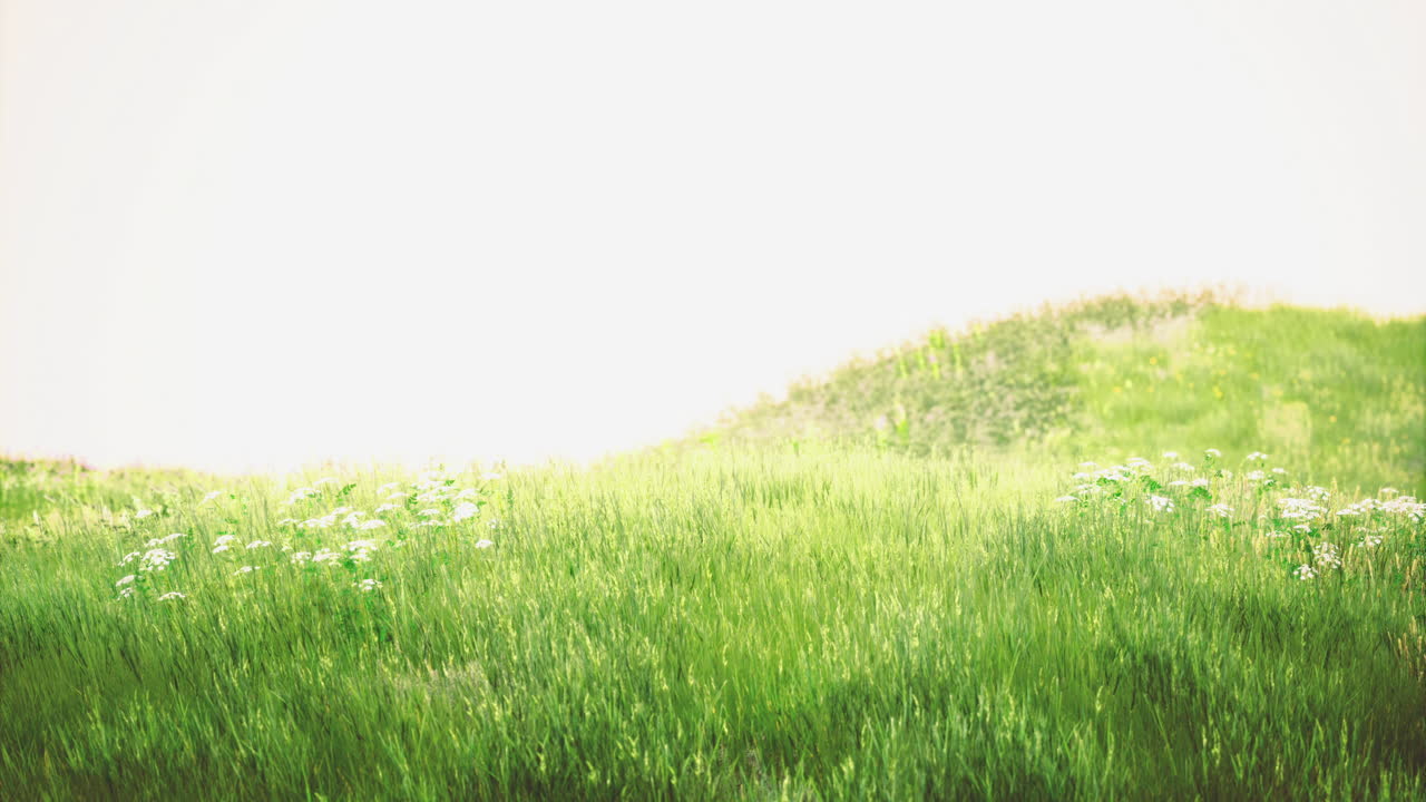Vibrant green meadow with wildflowers basking under the warm sun
