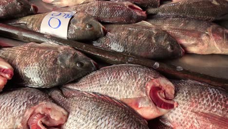 person arranging fish on a market stall