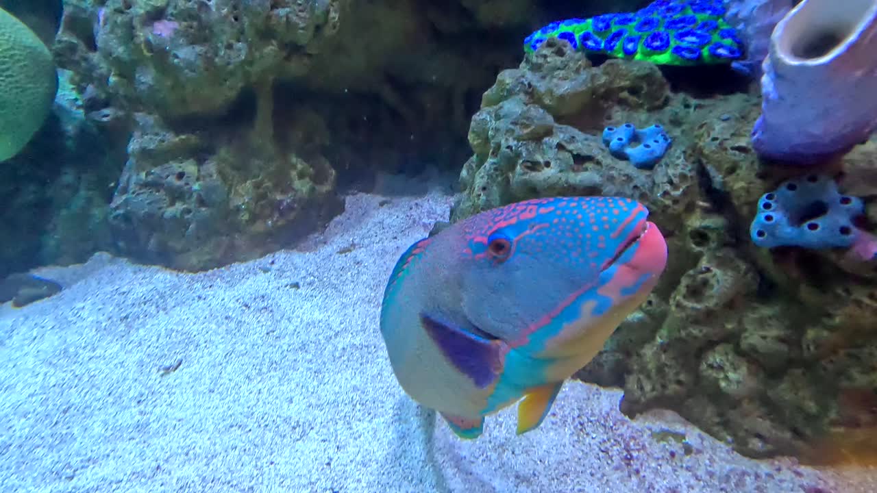Colorful Parrot Fish catching small particles of food at the Long Beach Aquarium of the Pacific, Los Angeles