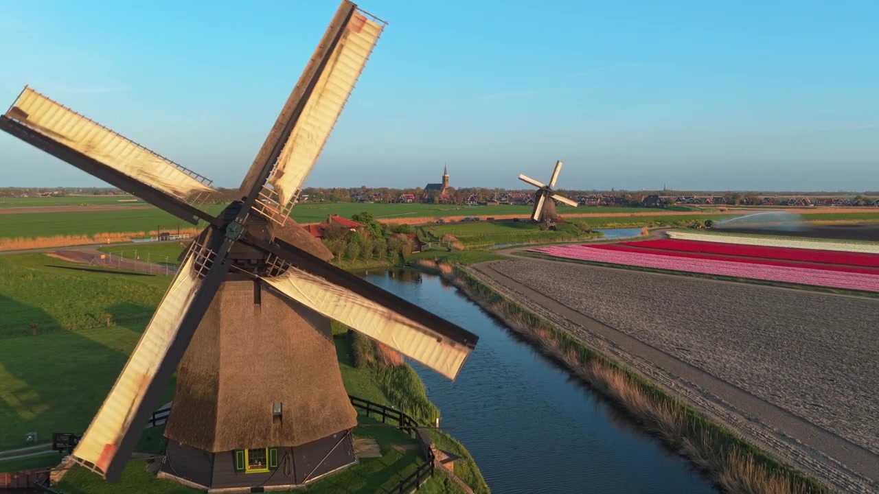 Kincir angin Belanda dengan baling-baling berputar dekat ladang tulip saat matahari terbenam