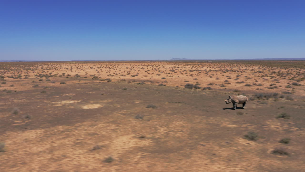 Following from the side one wild rhino running through the open plains of Namibia, showcasing the raw power and grace of this endangered species in its natural habitat