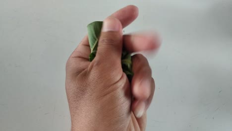 Closeup-human-hand-squeezing-fresh-green-leaf-on-white-background