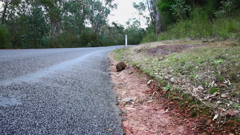 wide shot of a wild echidna on the street during day time in maffra, victoria, australia