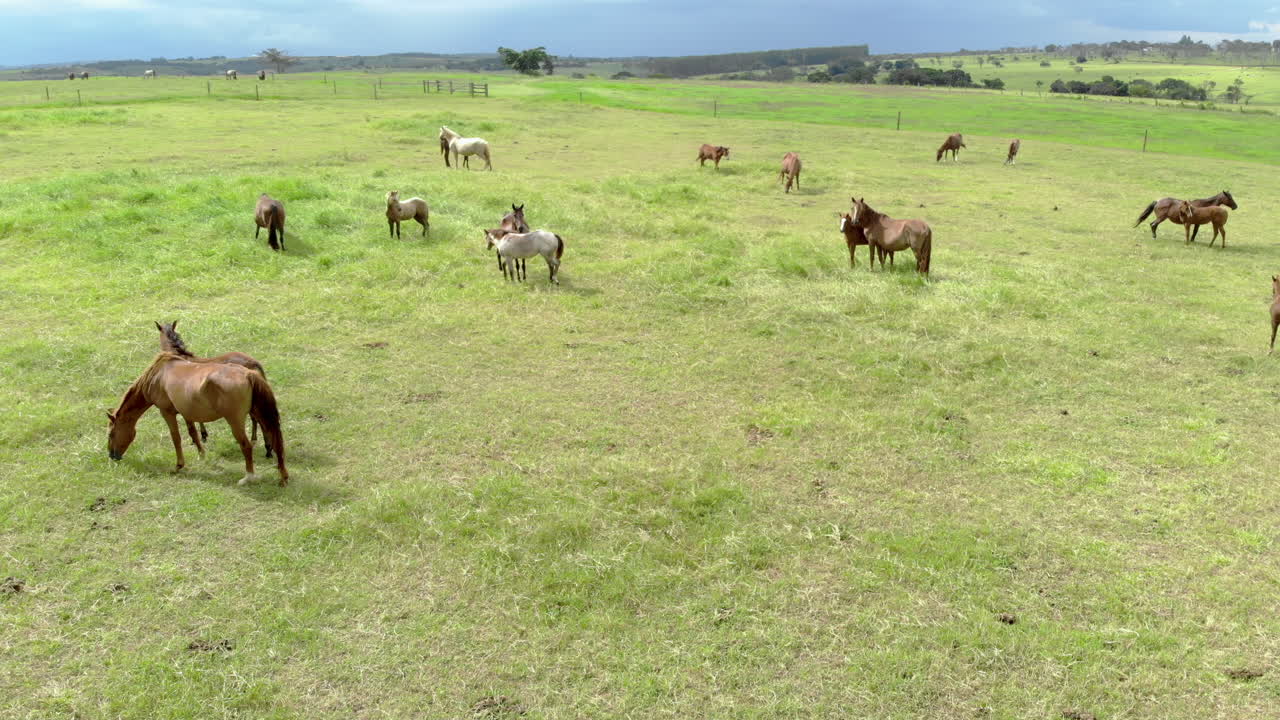 caballos en un pasto de verano