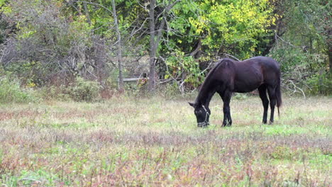 Black-horse-grazes-near-tree-line-in-telephoto-shot