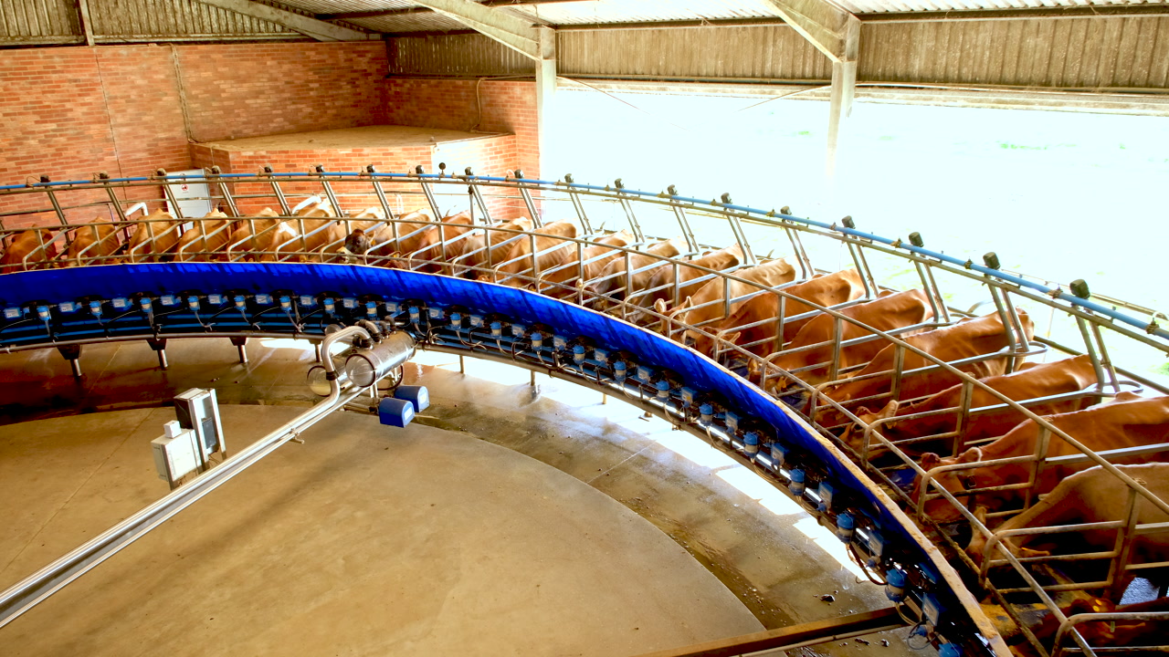 Dairy cows efficiently being milked on dairy farm milking parlour, top view