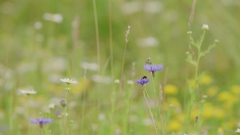 busy bumblebee fly from one blue cornflower to another pollinating them - static