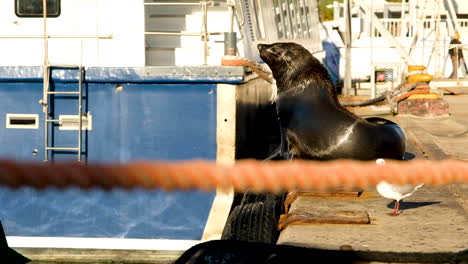 Brown-fur-seal-scratching-an-itch-and-seagull-relaxing-together-on-wharf