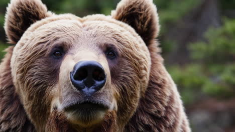 close-up of a brown bear's face