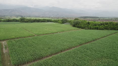 Finca-Frutal-De-Piña-En-Cali,-Colombia_drone-View