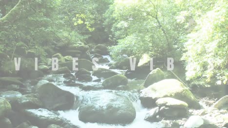 animation of the word vibes in black and white over sunlit forest stream