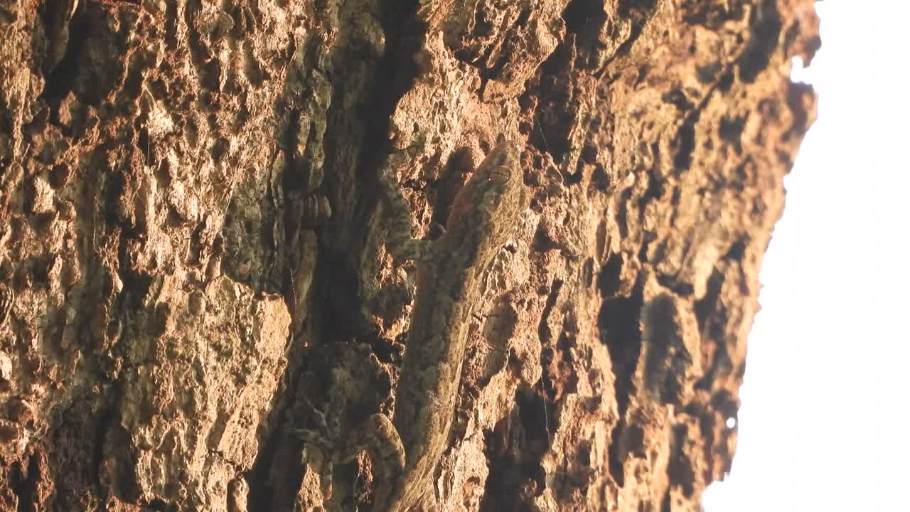 lagarto en el árbol - ojos - piel