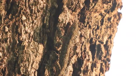 lizard in tree - eyes - skin