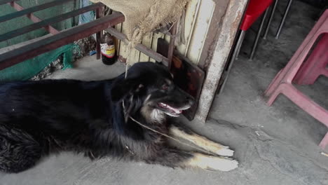 street dog, mouth open and breathing heavily, during a hot summer day in pune, india