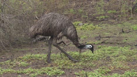 close up tracking shot of wild emu bird looking for food in national park,australia