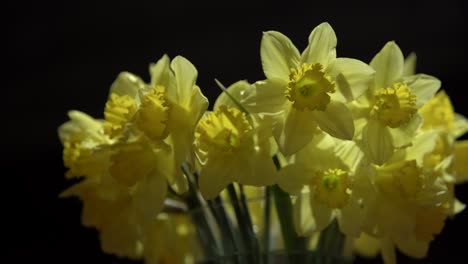 narcisos de primavera brillantes sobre un fondo negro