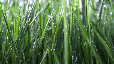 hierba verde de primer plano gotas de lluvia cayendo lentamente sobre la hierba. disparado en cámara súper lenta