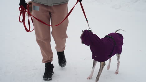 whippet wearing purple coat stands on snowy path beside person in winter boots holding red leash, alert and looking sideways, capturing winter dog walking moment with cold weather charm