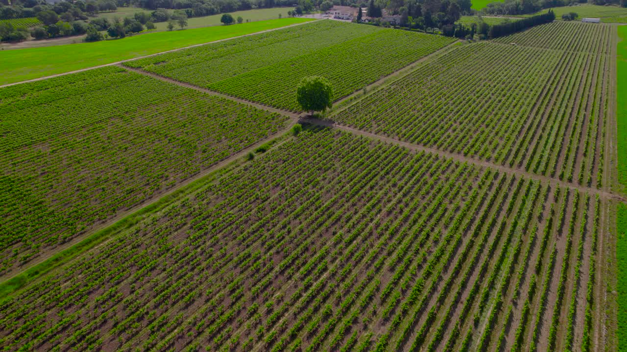 Aerial revealing shot of a family vineyard in Le Cres countryside in summer
