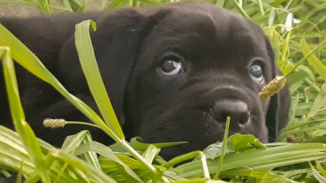 cute baby dog cane corso italian breed portrait against the grass.