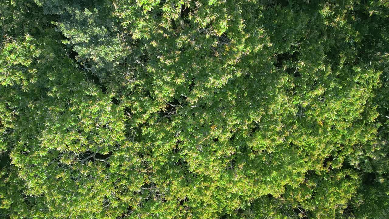 Aerial View Of The Green Forest - Flying Over Treetops In Summer - drone shot