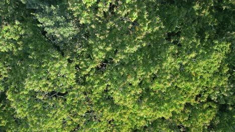 aerial view of the green forest - flying over treetops in summer - drone shot