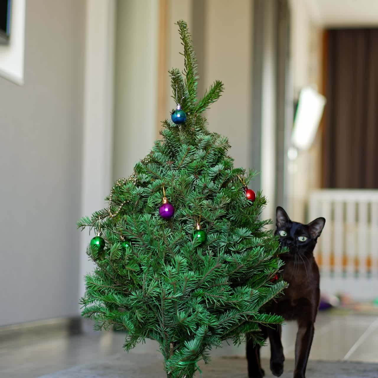 Black yellow-eyed domestic cat comes up to a Christmas tree. The pet is scared by something and hides behind the tree