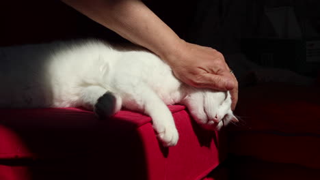 Mujer-Mascotas-Lindo-Gato-Blanco-Acostado-Cómodamente-En-Un-Sofá-Rojo-8