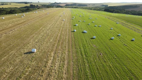 agriculture field with bales of hay in white roll film, drone view