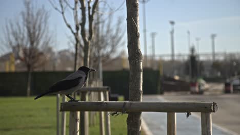 crow-looking-for-food,-resting,-slowmo-4k-uhd