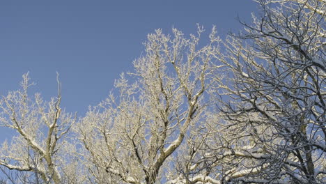 frost on oak trees during winter. blue sky