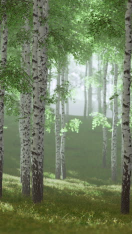 vibrant birch trees fill the landscape in a tranquil forest setting