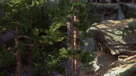 a large rock with a tree growing out of it