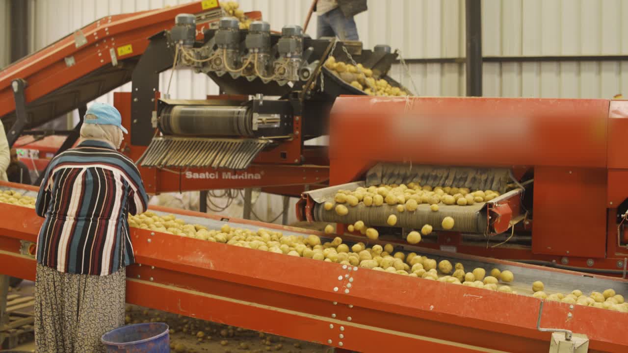 Worker at potato factory sorts potatoes.