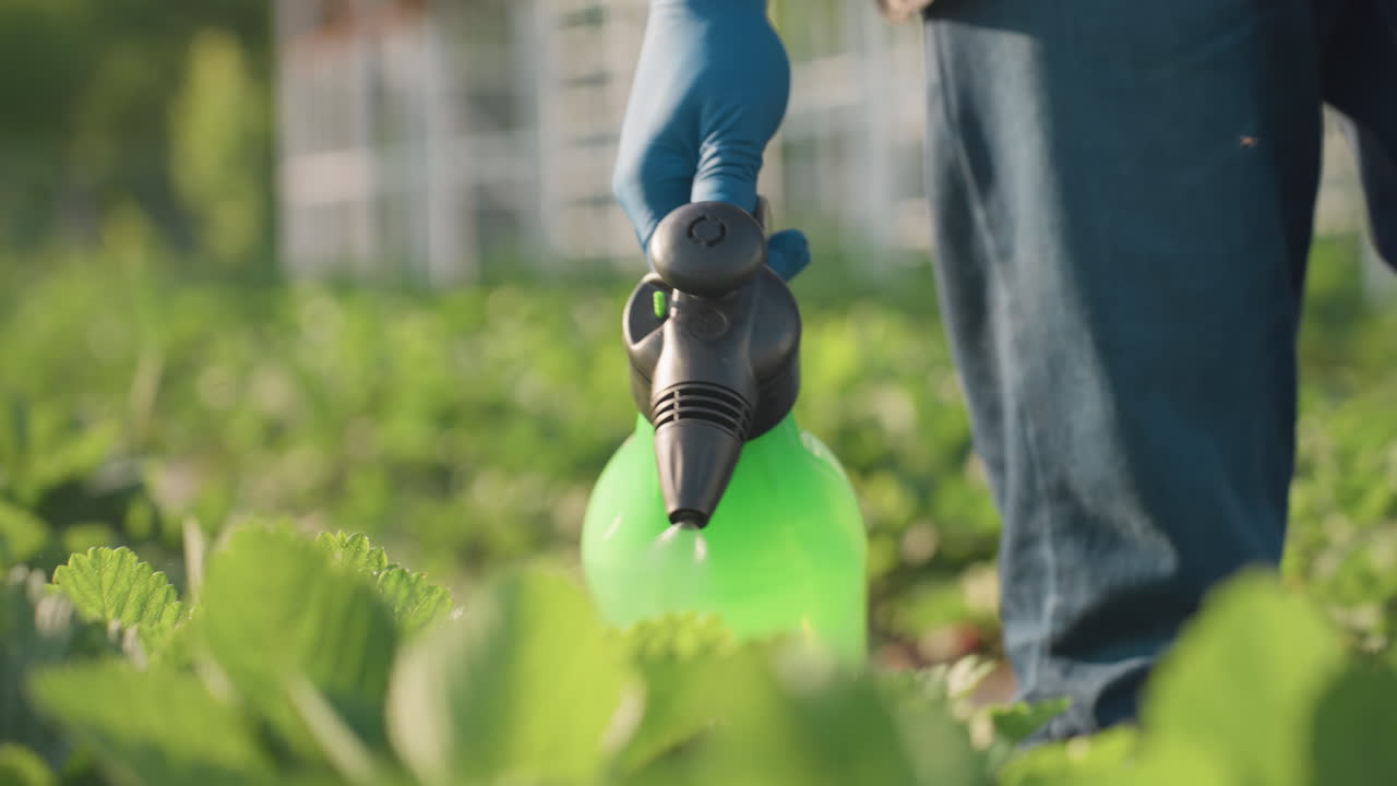 farmer wearing gloves using pump sprayer to fumigate plants while insect hovers nearby sunlit mist creating soft bokeh over green leaves close up of spray nozzle and protective hand