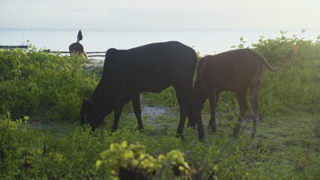 vacas pastando en la hierba y la maleza en la pradera junto al mar, zanzíbar, áfrica