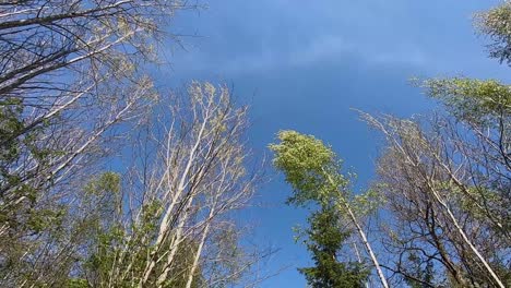 Wandern-Sie-Im-Frühling-Auf-Dem-Waldweg