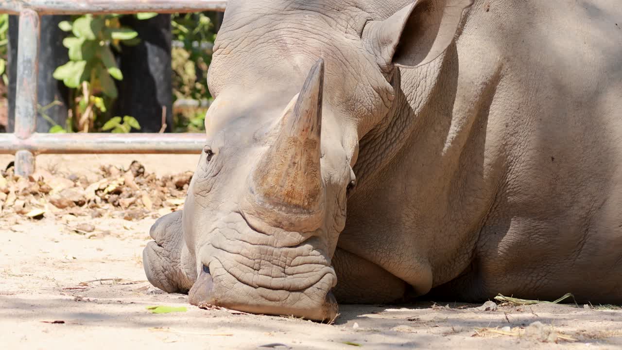 자연 서식지 에서 평화롭게 휴식을 취하고 있는 코소