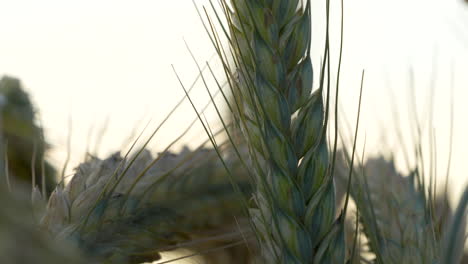 Vista-Detallada-De-Las-Orejas-Inmaduras-De-Una-Cebada-Orgánica-En-El-Campo